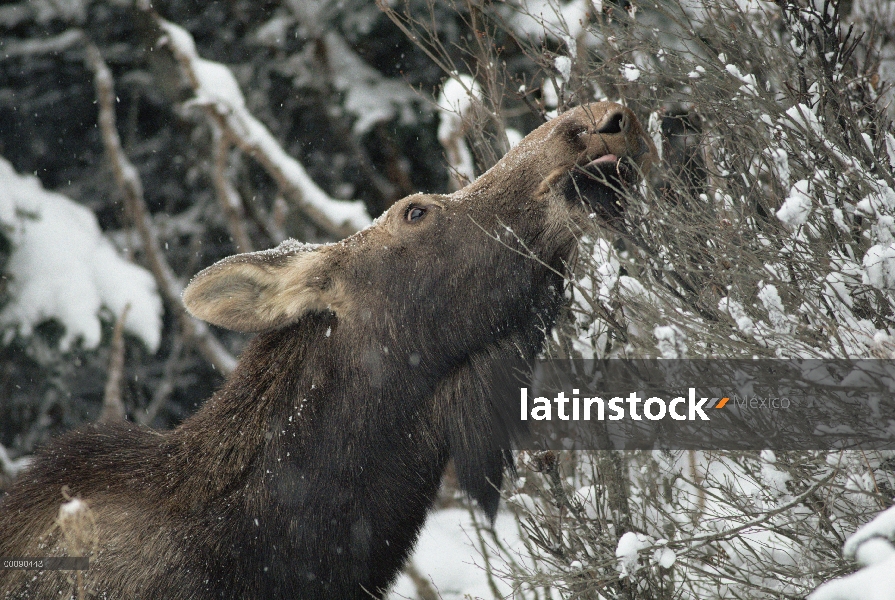 Alce de Alaska (Alces alces gigas) alimentándose en un árbol cubierto de nieve en el bosque boreal, 