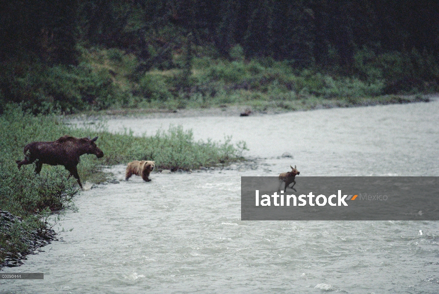 Alce de Alaska (Alces alces gigas) madre protegiendo a su cría de joven oso Grizzly (Ursus arctos ho