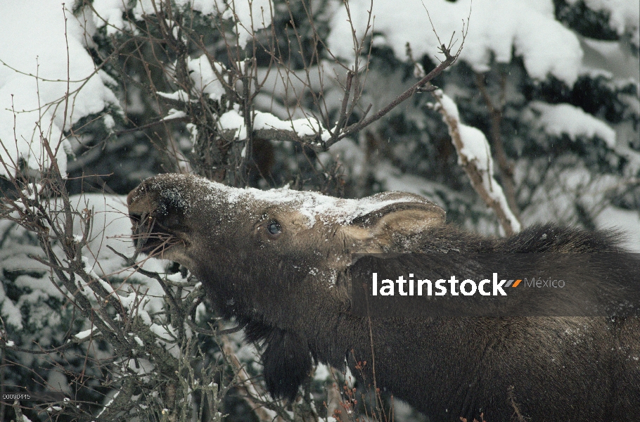 Alce de Alaska (Alces alces gigas) alimentándose en un árbol cubierto de nieve en el bosque boreal, 