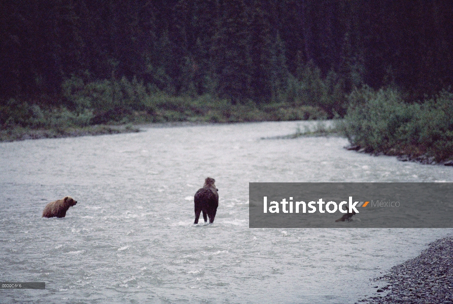 Alce de Alaska (Alces alces gigas) madre protegiendo a su cría de joven oso Grizzly (Ursus arctos ho