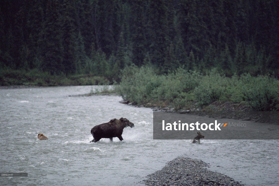 Alce de Alaska (Alces alces gigas) madre protegiendo a su cría de joven oso Grizzly (Ursus arctos ho