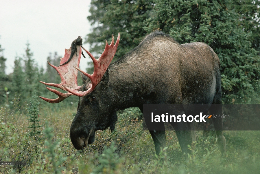 Alce de Alaska (Alces alces gigas) macho alimentándose y vertimiento del terciopelo de la cornamenta