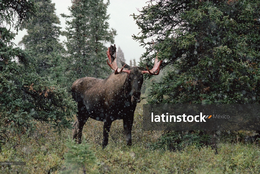 Hombre de alces de Alaska (Alces alces gigas) vertimiento de terciopelo en primera tormenta de nieve