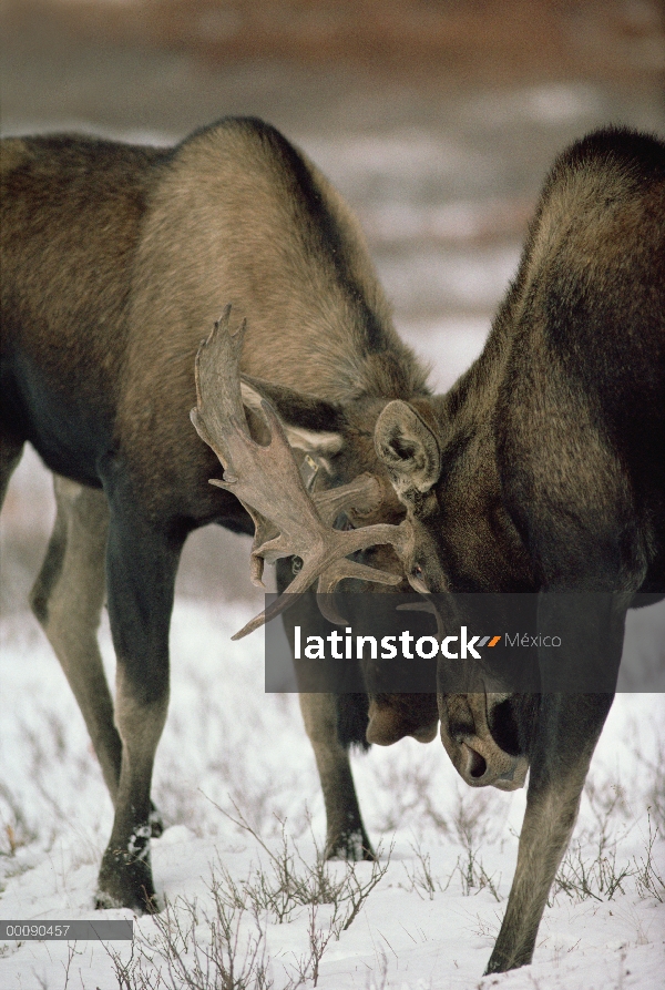 Dos machos de alce de Alaska (Alces alces gigas) lucha, Alaska