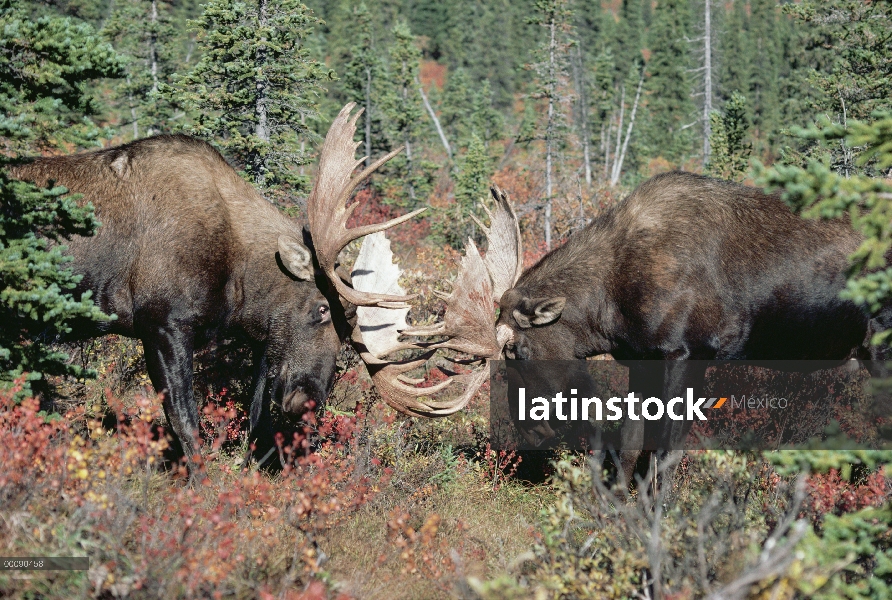 Dos machos de alce de Alaska (Alces alces gigas) lucha, Alaska