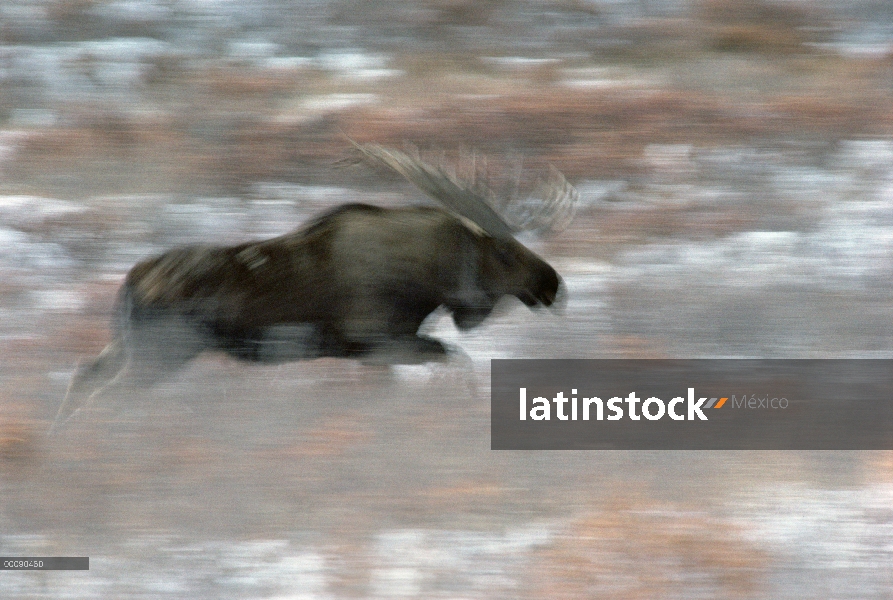 Hombre de alces de Alaska (Alces alces gigas) de carga a través de la tundra, Alaska