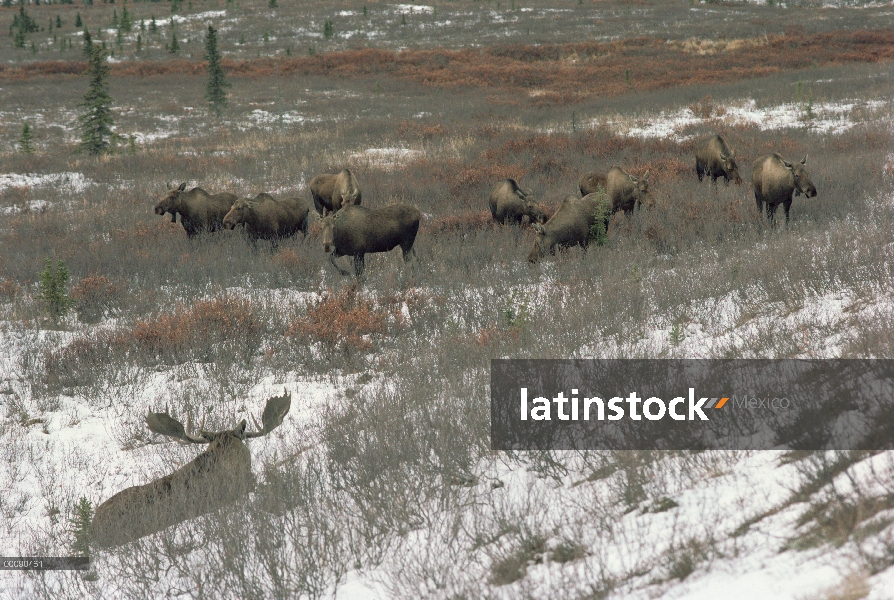 Relojes hombre alce de Alaska (Alces alces gigas) sobre harem en tundra, Alaska