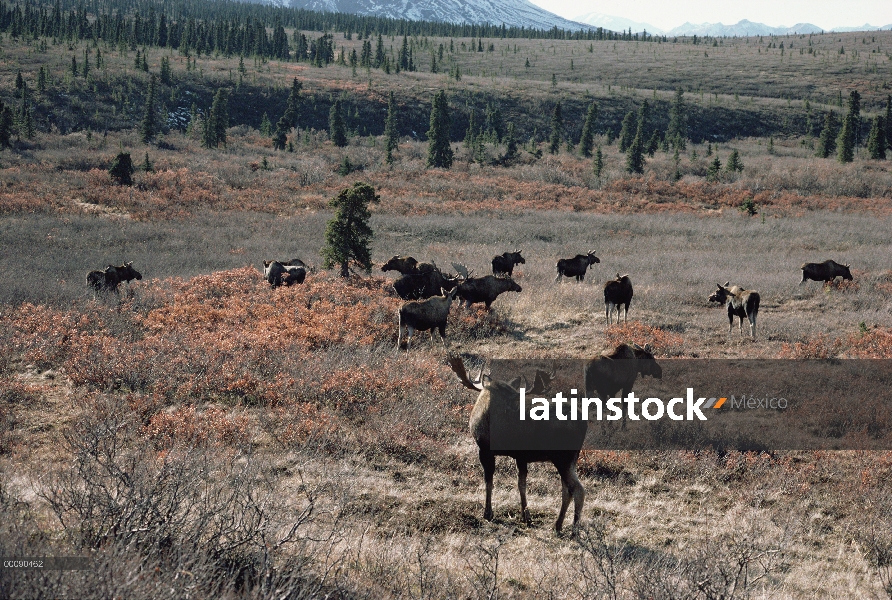 Relojes hombre alce de Alaska (Alces alces gigas) sobre harem en tundra, Alaska