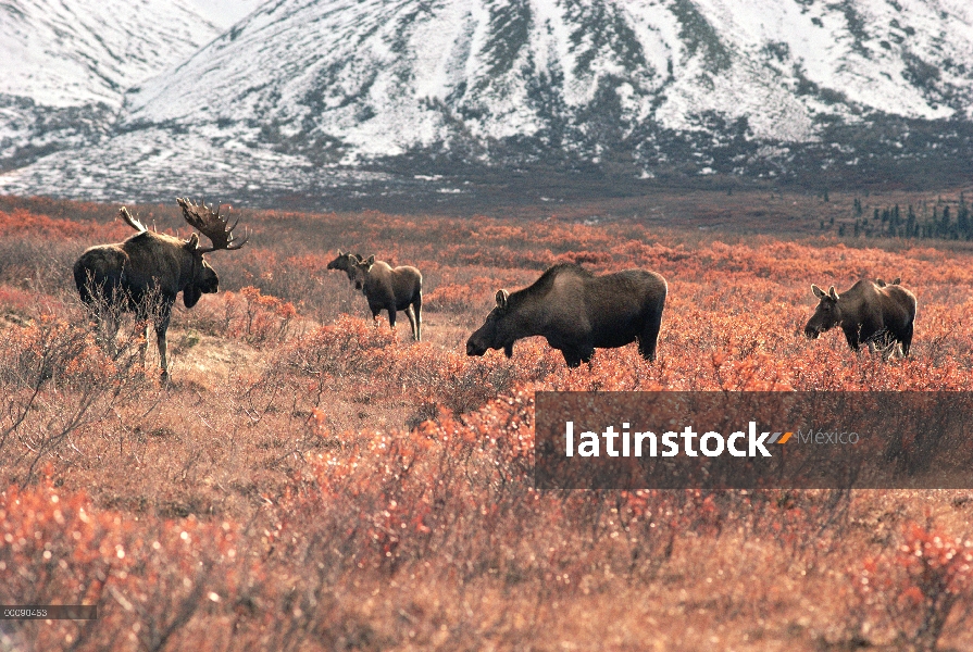 Relojes hombre alce de Alaska (Alces alces gigas) sobre harem en tundra, Alaska