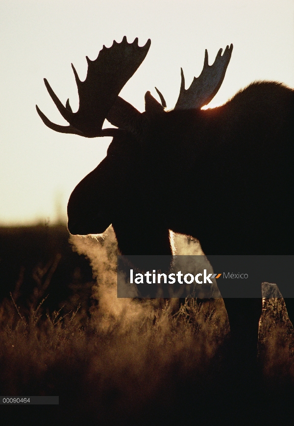 Silueta masculina de alces de Alaska (Alces alces gigas), Alaska