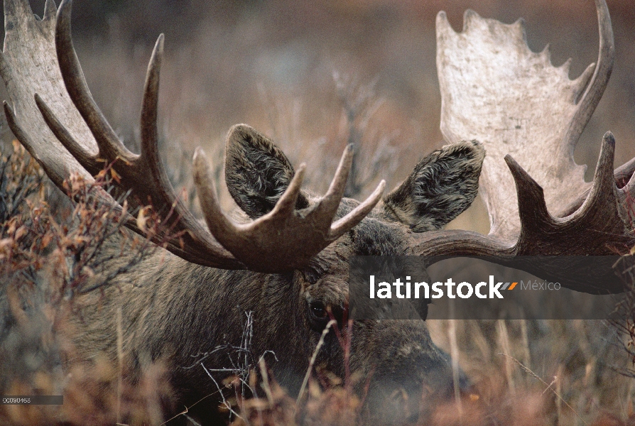 Retrato masculino de alces de Alaska (Alces alces gigas), Alaska