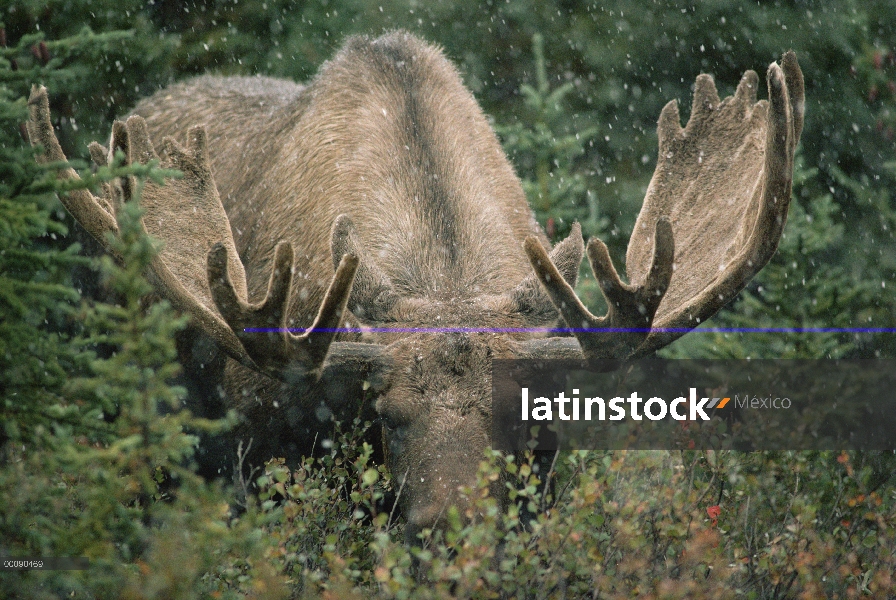 Hombre de alces de Alaska (Alces alces gigas) alimentándose en los bosques boreales durante nevadas 