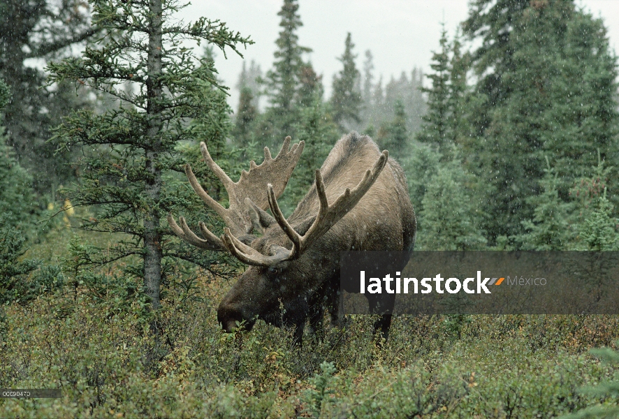 Hombre de alces de Alaska (Alces alces gigas) alimentándose en los bosques boreales durante nevadas 