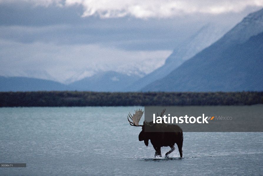 Hombre de alces de Alaska (Alces alces gigas) caminando por el lago, Alaska