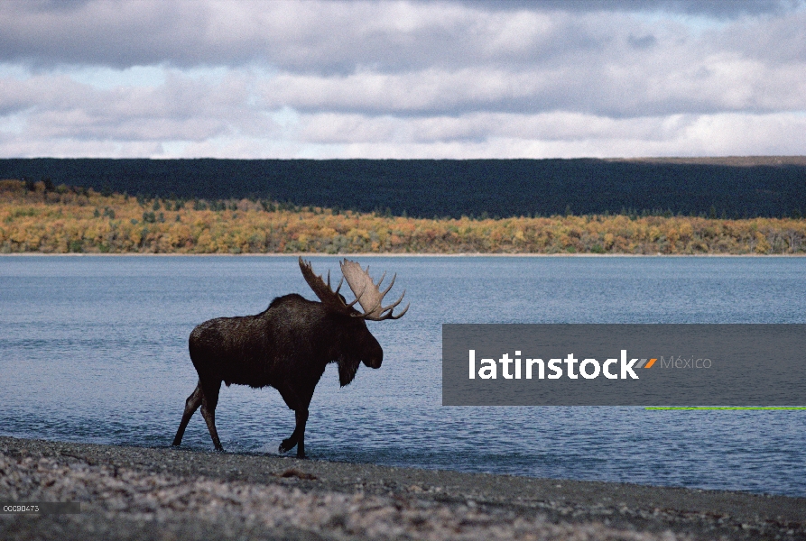 Alce de Alaska (Alces alces gigas) Toro caminando por el lago en otoño, Alaska