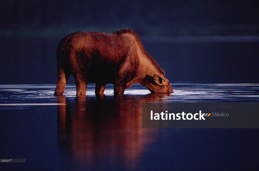 Vaca de los alces de Alaska (Alces alces gigas) alimentación en lago, Alaska