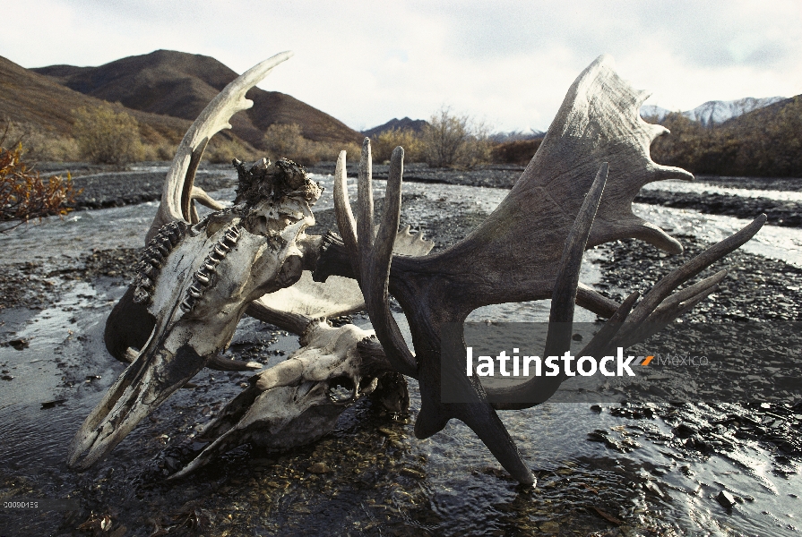 Alce de Alaska (Alces alces gigas) dos cráneos con cuernos probablemente traban en el lecho del río,