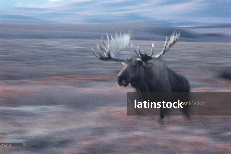 Alce de Alaska (Alces alces gigas) Toro de carga, Alaska