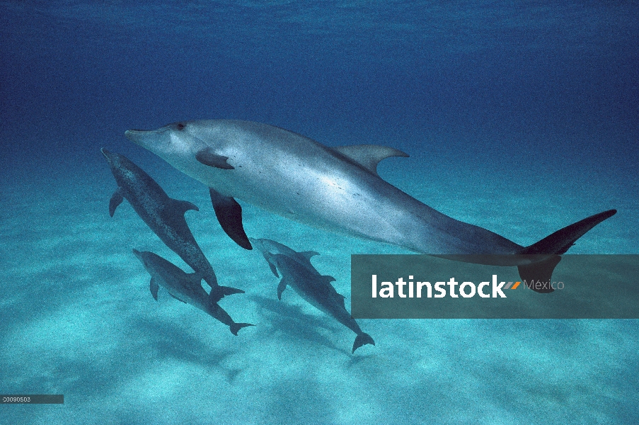 Pod de delfín manchado Atlántico (frontalis de Stenella) nadar bajo el agua, Bahamas