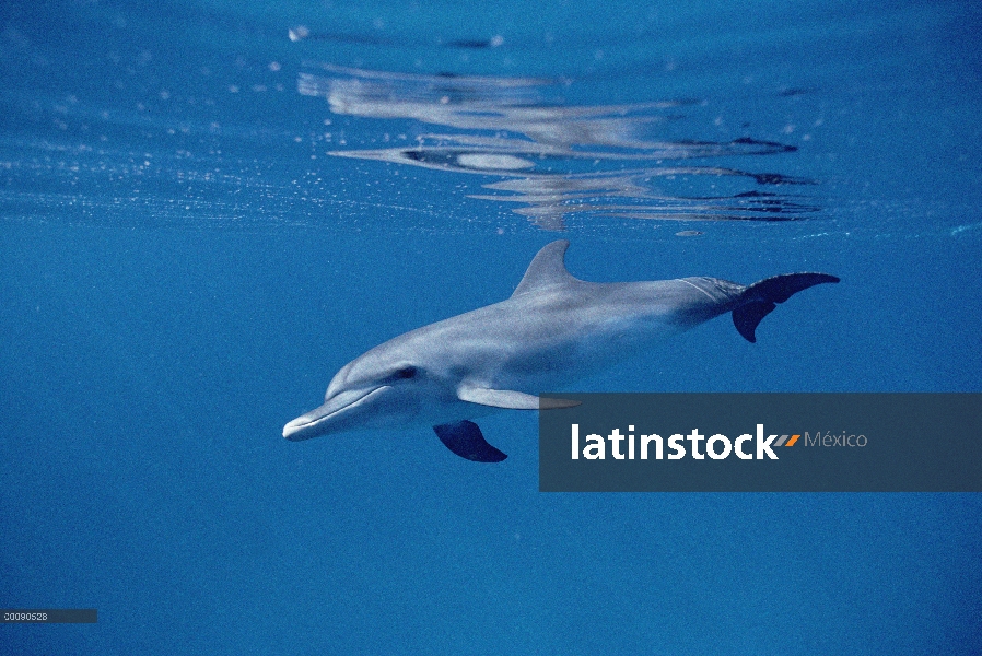 Retrato subacuático de tonina Delfín (Tursiops truncatus)