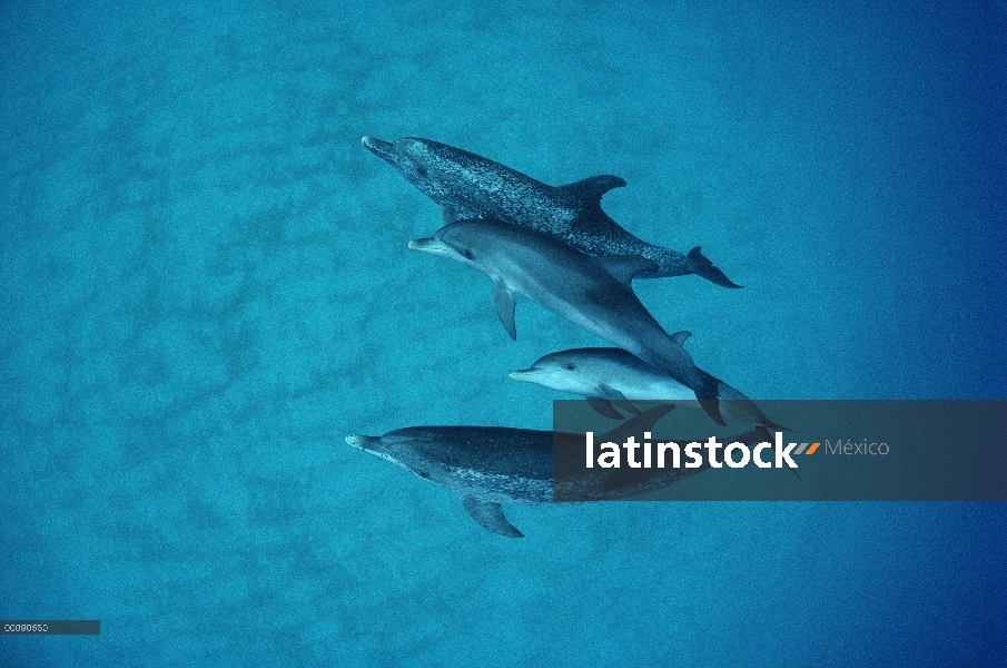 Grupo submarino delfín manchado Atlántico (frontalis de Stenella) de adultos y juveniles, Bahamas