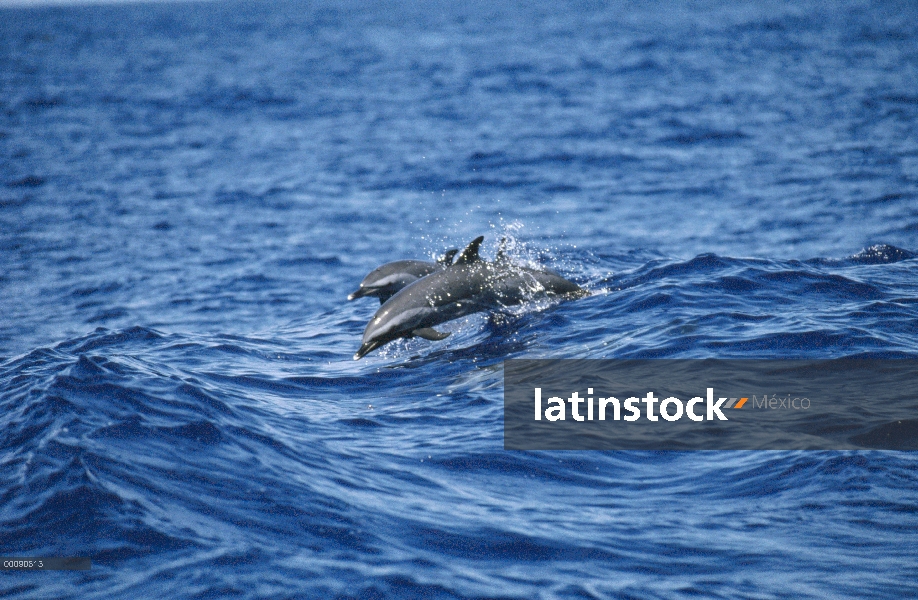 Delfín común (Delphinus delphis) par Salta, Nueva Zelanda