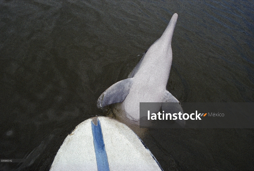 Delfín Tucuxi (Sotalia fluviatilis) cerca de pedales en Laguna, Brasil