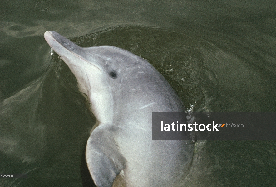 Delfín Tucuxi (Sotalia fluviatilis) en Laguna, Brasil