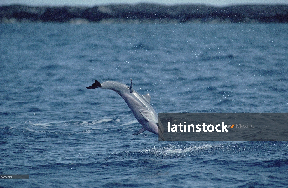 Delfín del hilandero (Stenella longirostris) saltando fuera del agua, Hawaii