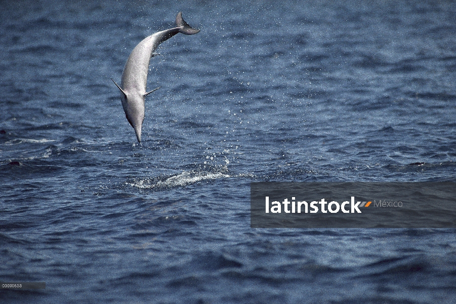 Delfín del hilandero (Stenella longirostris) saltando, Hawaii