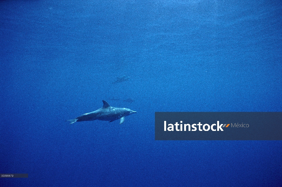 Dientes rugosos retrato subacuático de delfín (Steno bredanensis), Hawaii