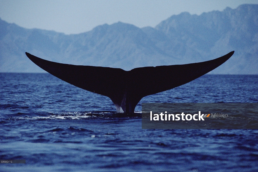 Cola de ballena azul (Balaenoptera musculus), mar de Cortés, México