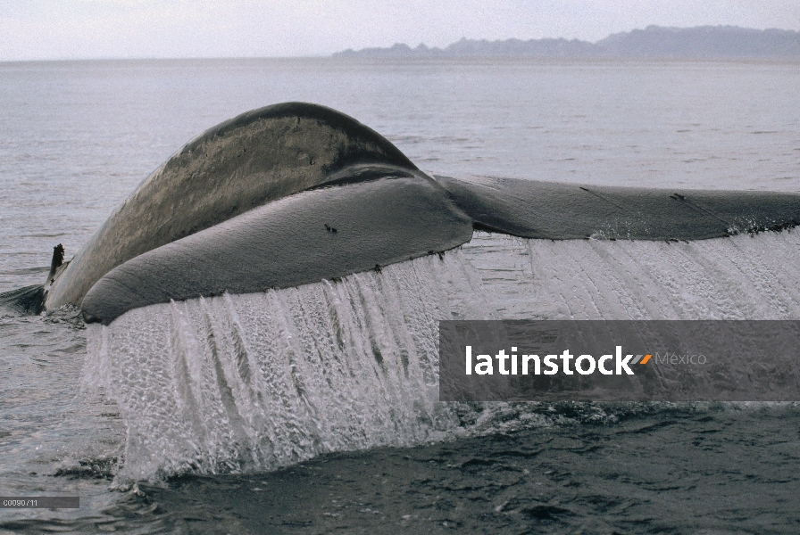 Cola de ballena azul (Balaenoptera musculus), mar de Cortés, México