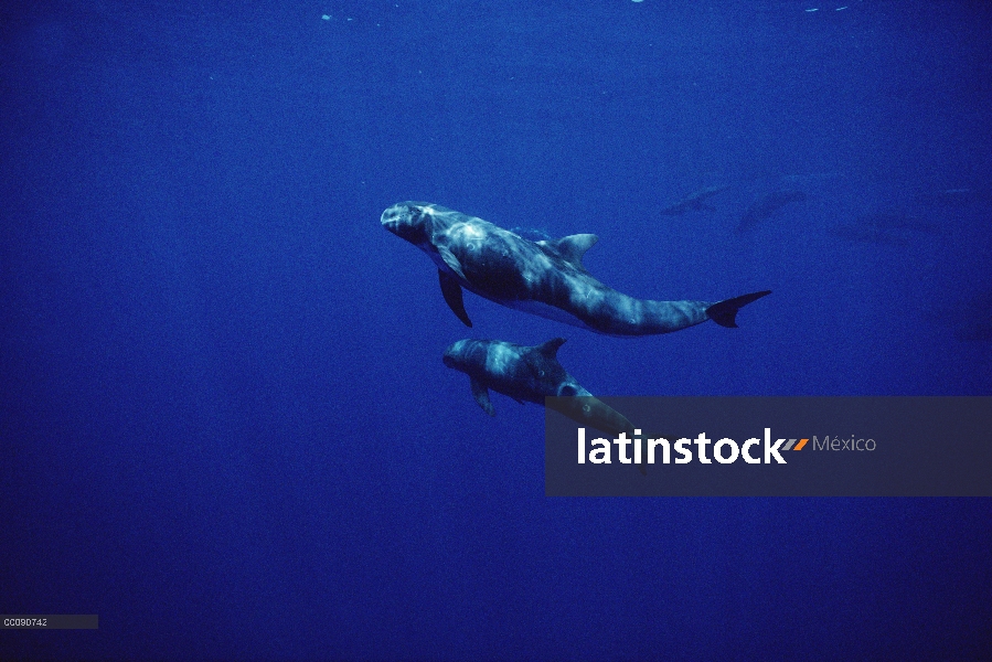 Par de Orca pigmea (Feresa attenuata), Hawaii