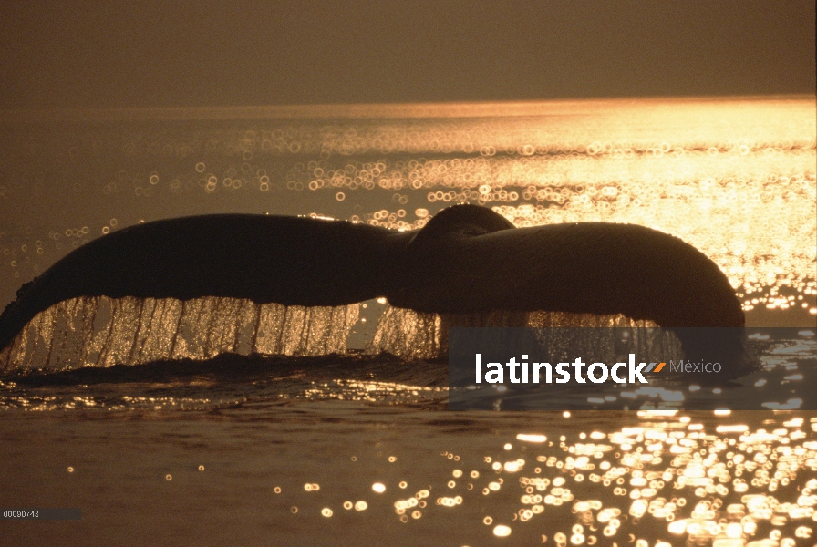 Cola de ballena jorobada (Megaptera novaeangliae) al atardecer, Alaska