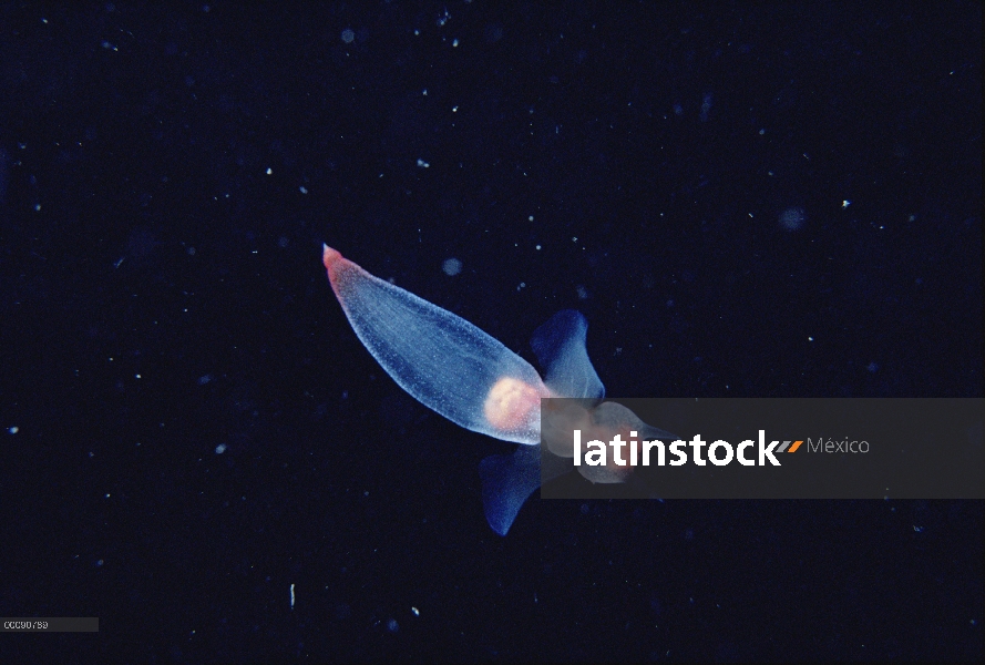 Retrato de mar mariposa (Clione Ventisquero sp), Ártico