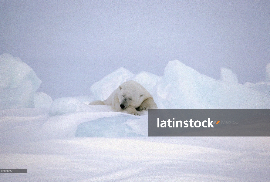 Oso polar (Ursus maritimus) dormir, isla de Baffin, Nunavut, Canadá