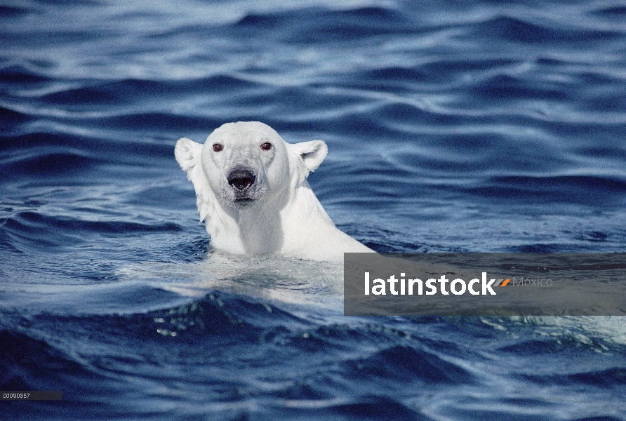 Oso polar (Ursus maritimus) nadando, isla de Baffin, Nunavut, Canadá