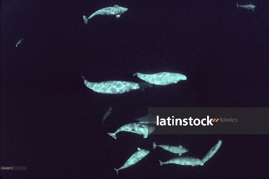 La vaina de la beluga (Delphinapterus leucas), Lancaster Sound, Nunavut, Canadá