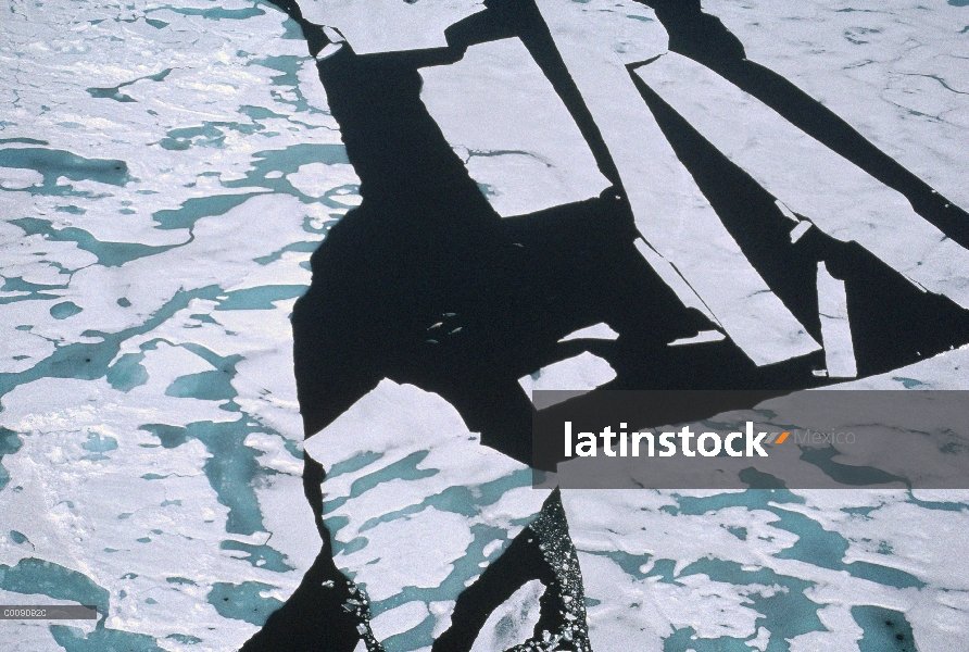 Ballena Beluga (Delphinapterus leucas), grupo en rotura del hielo, Lancaster Sound, Nunavut, Canadá