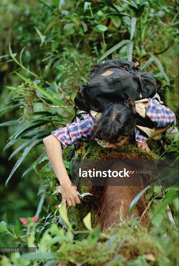 Nalini Nadkarni raspa el suelo de tronco de árbol en la reserva del bosque nuboso de Monteverde, Cos