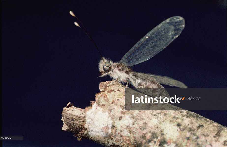 Mosca de buho (Ascalaphidae), isla de Barro Colorado, Panamá