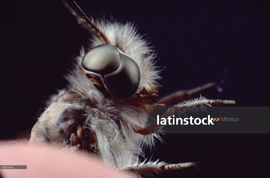 Detalle de mosca (Ascalaphidae) buho con ojos doble inusuales, isla de Barro Colorado, Panamá