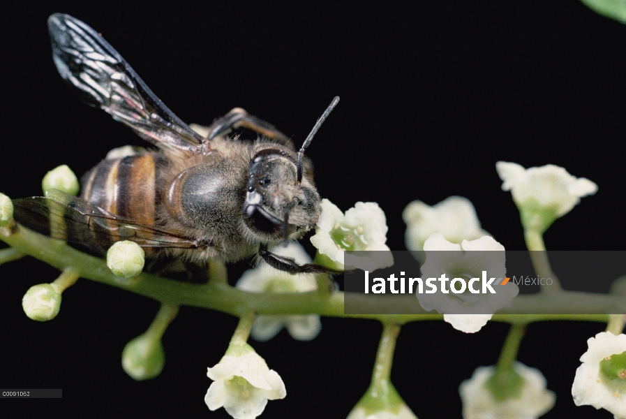 Miel de néctar que recogen de la abeja (Apis mellifera), reserva forestal de Sinharaja, Sri Lanka