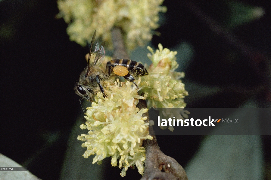 Miel de abeja (Apis mellifera) que recoge néctar de las flores de una cestas de polen completo nota 