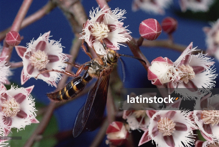 Rudraksha (Elaeocarpus ganitrus) avispa recolectando néctar de Elaeocarpus árbol flores, reserva de 