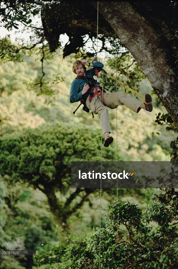 Dr. fotógrafo Mark Moffett en árbol de la selva, Monteverde, Costa Rica Foto por John Longino