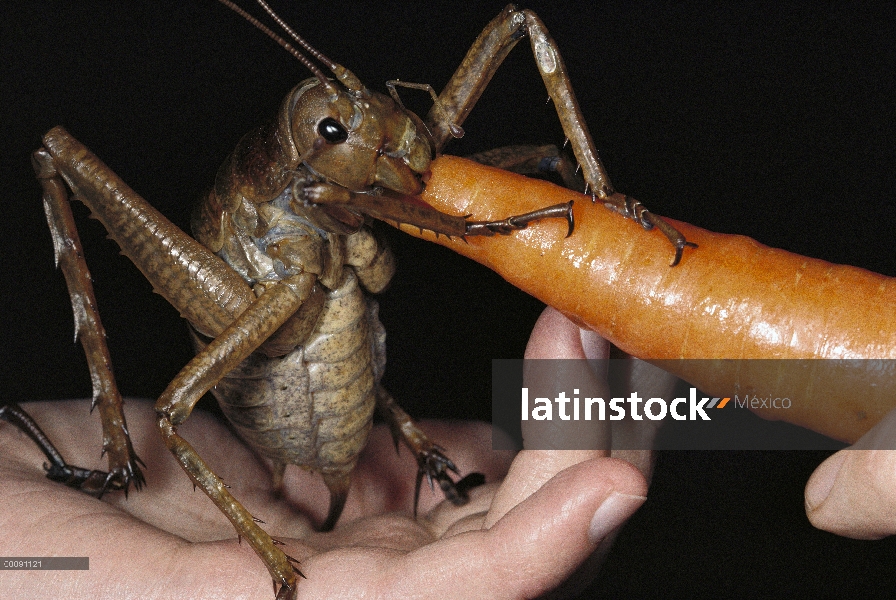 Mujer de Weta (Deinacrida heteracantha) gigante se alimentan una zanahoria por el investigador Mike 