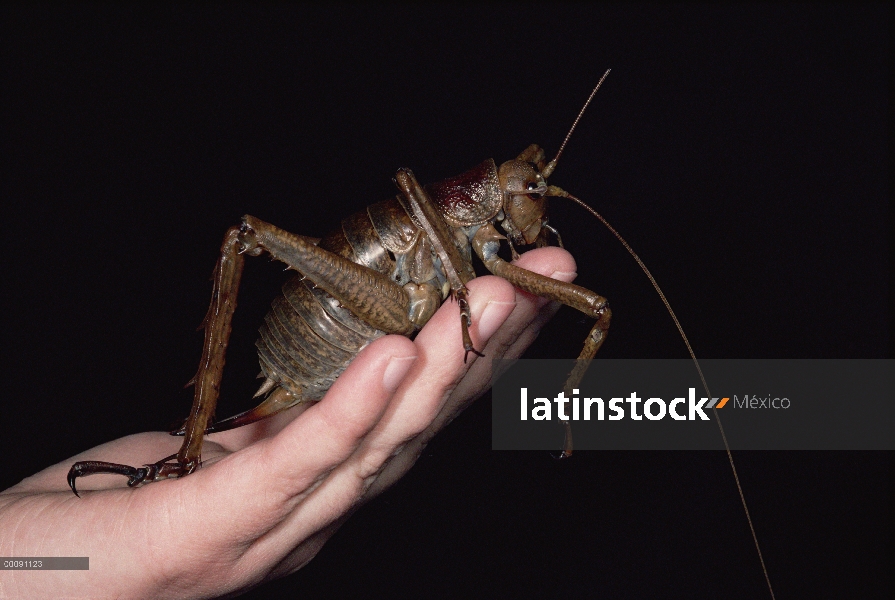 Mujer gigante de Weta (Deinacrida heteracantha) llevó a cabo por el investigador Mike Meades, este m