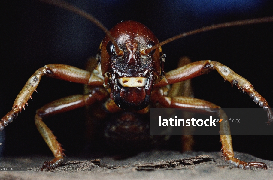 Retrato de Weta (Hemideina crassicruris), Nueva Zelanda del árbol